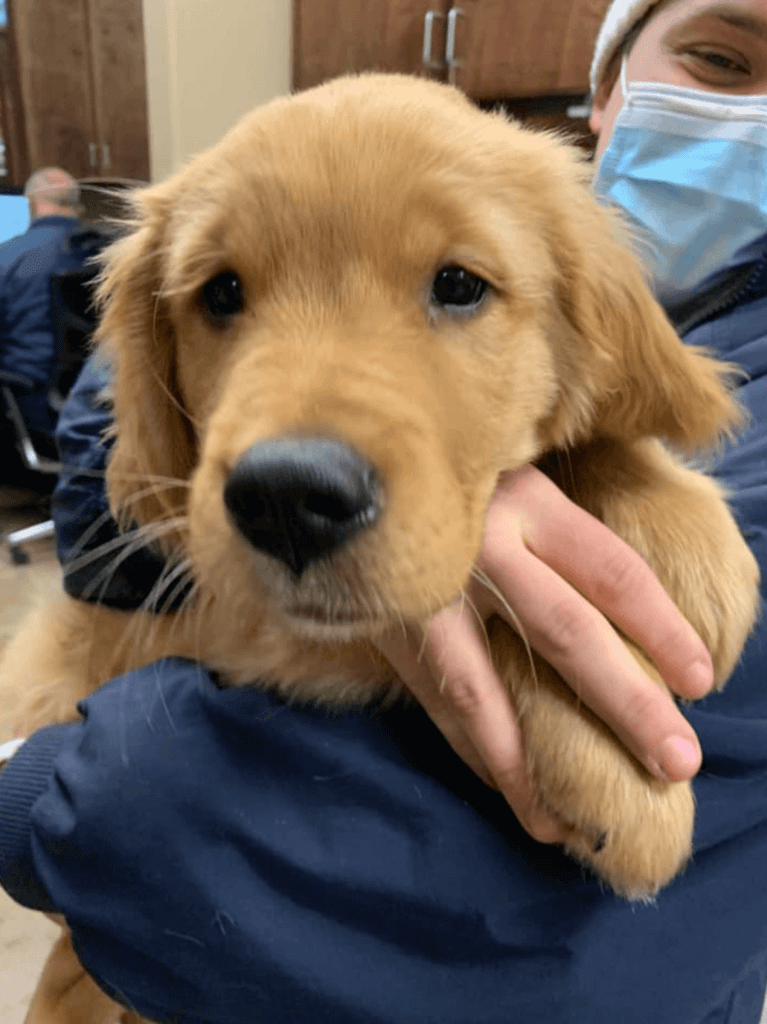 Golden retriever puppy