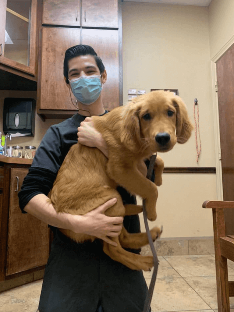 Client Pet Golde Retriever - All Pets Animal Hospital