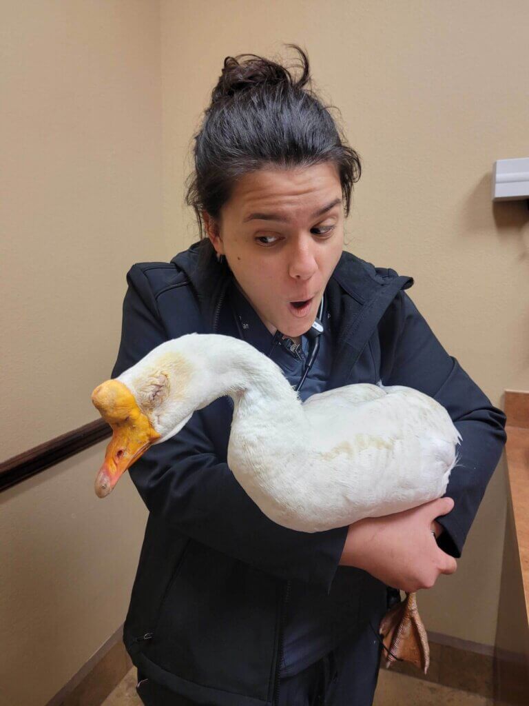 Client Pet Duck - All Pets Animal Hospital