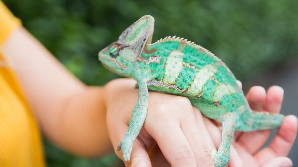 Exotic Veterinarian Service - All Pets Animal Hospital & 24-Hour Emergency Care