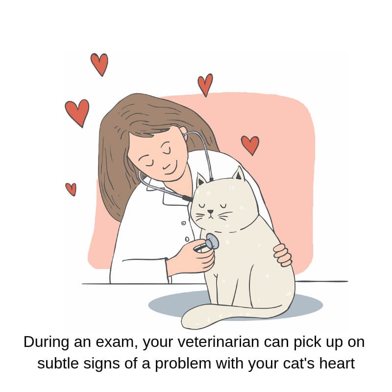 A veterinary exam is important to pick up signs of heart problems in your cat