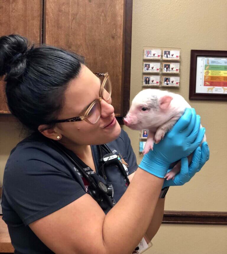 Pig Animal Caregivers - All Pets Animal Hospital
