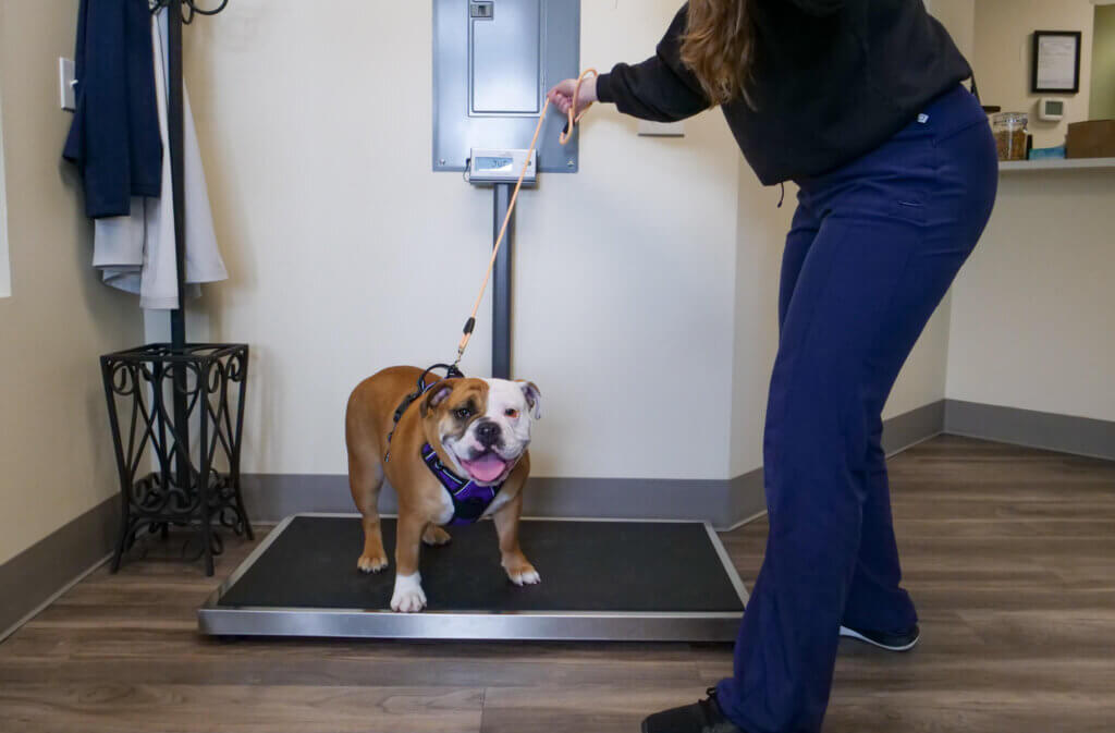 Animal Emergency Care - All Pets Animal Hospital & 24-Hour Emergency Care