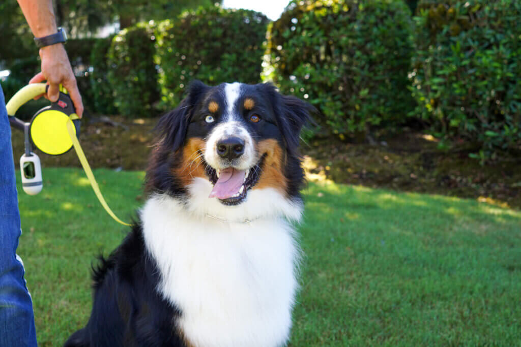 Animal Hospital Services - All Pets Animal Hospital & 24-Hour Emergency Care