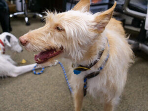 Pet End of Life Care - All Pets Animal Hospital