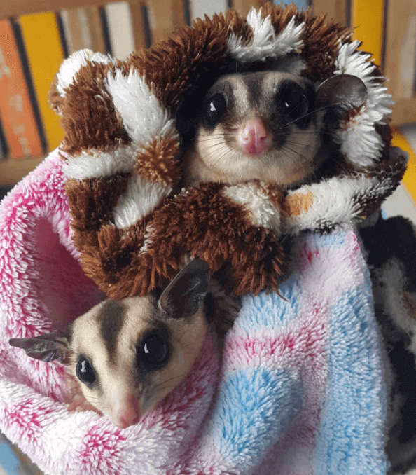 Pet Evacuations - All Pets Animal Hospital