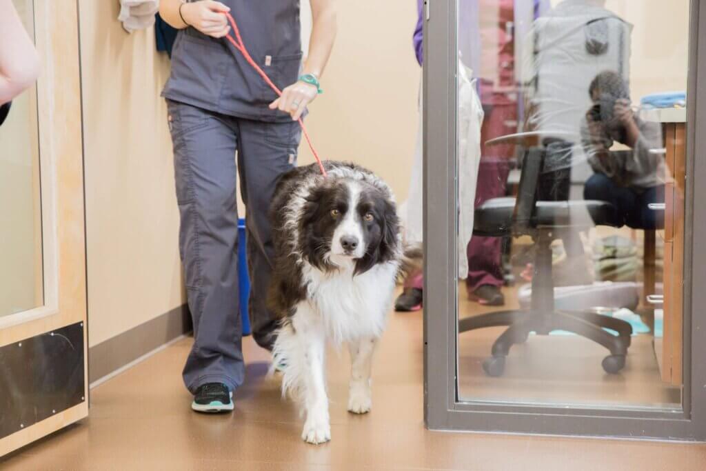 Veterinary Appointments - All Pets Animal Hospital