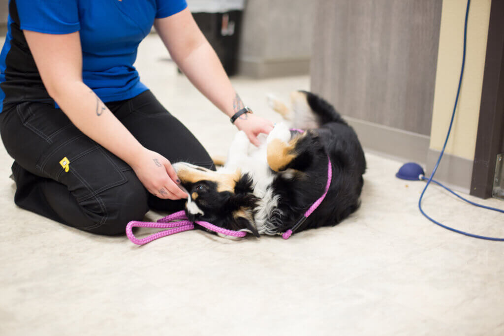 Canine Pet Care - All Pets Animal Hospita