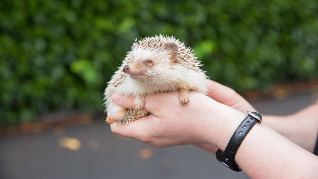 Pet Hedgehog - All Pets Animal Hospital