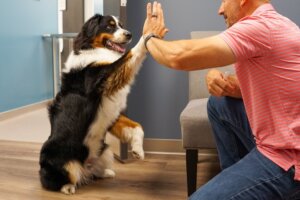 Pet Hospital Service - All Pets Animal Hospital