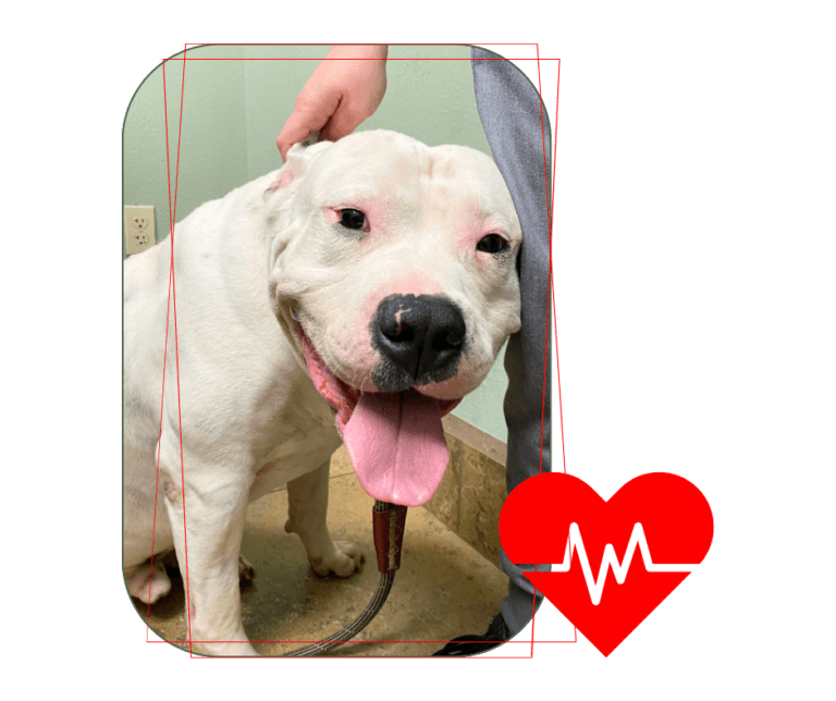 Pet Care Payments - All Pets Animal Hospital