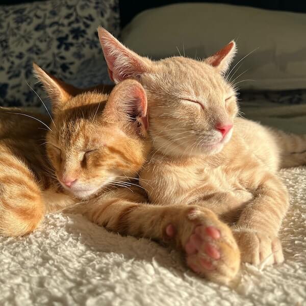 Pet First Aid Kit - All Pets Animal Hospital