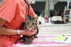 Pet Behaviors - All Pets Animal Hospital