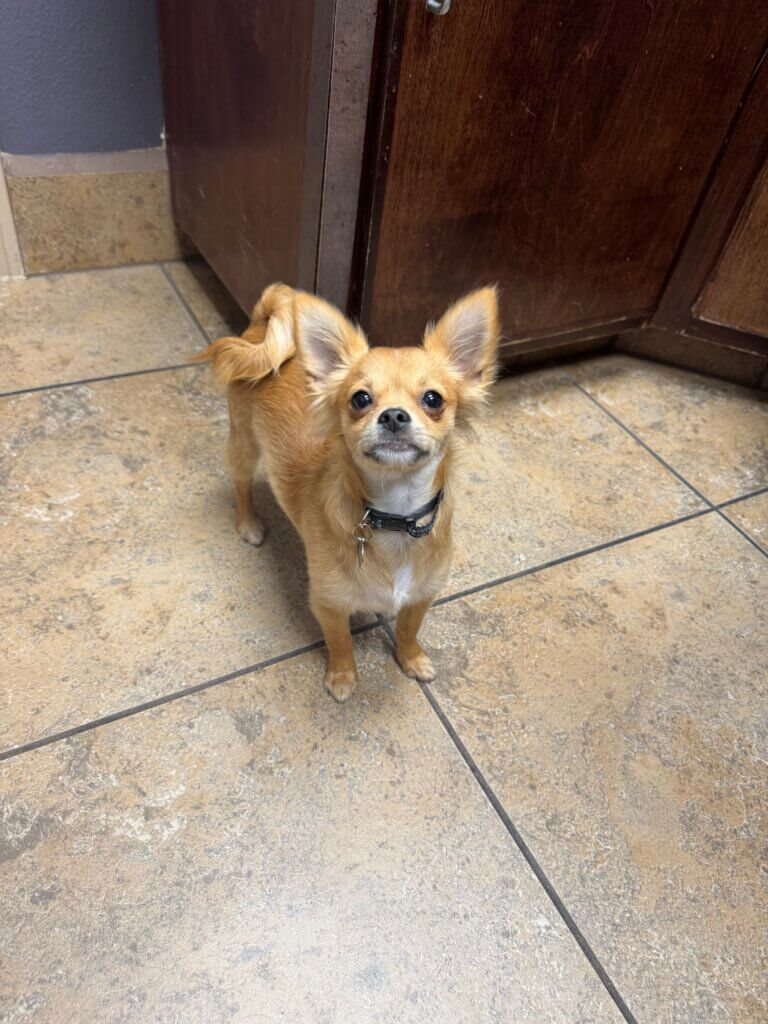 Client Pet Chihuahua - All Pets Animal Hospital