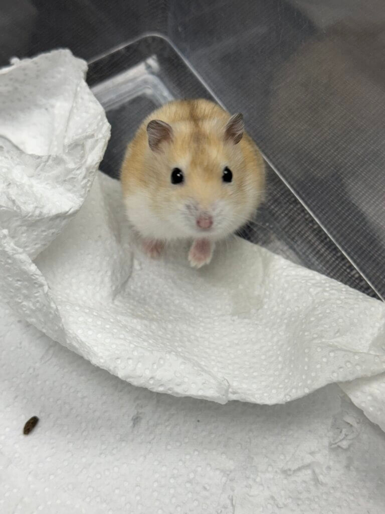 Client Pet Gerbil - All Pets Animal Hospital