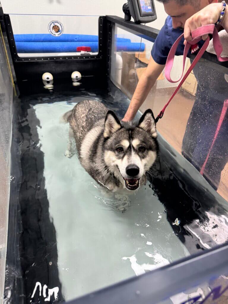 Client Pet Husky - All Pets Animal Hospital