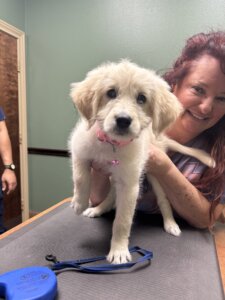 Client Pet Labradoodle - All Pets Animal Hospital
