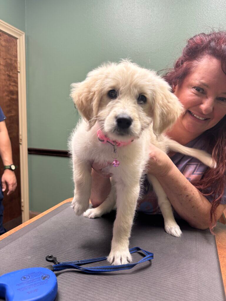 Client Pet Labradoodle - All Pets Animal Hospital