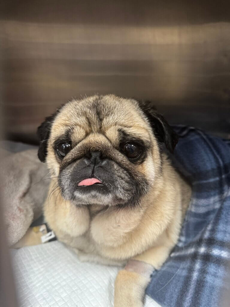 Client Pet Pug - All Pets Animal Hospita