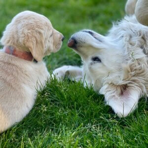 Pet Evacuations - All Pets Animal Hospital