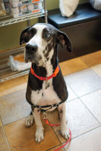 Pet Vet Appointments - All Pets Animal Hospital