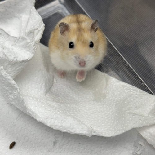 Hamster Animal Caregivers - All Pets Animal Hospital