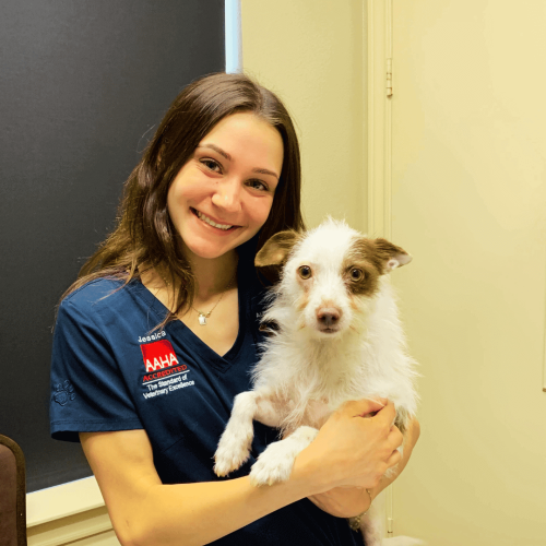 Canine Animal Caregivers - All Pets Animal Hospital