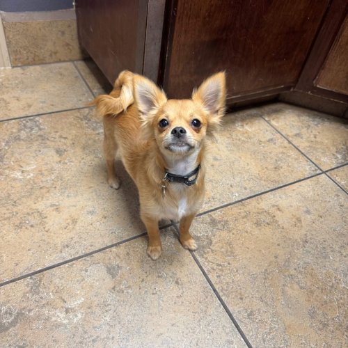Client Pet Chihuahua - All Pets Animal Hospital