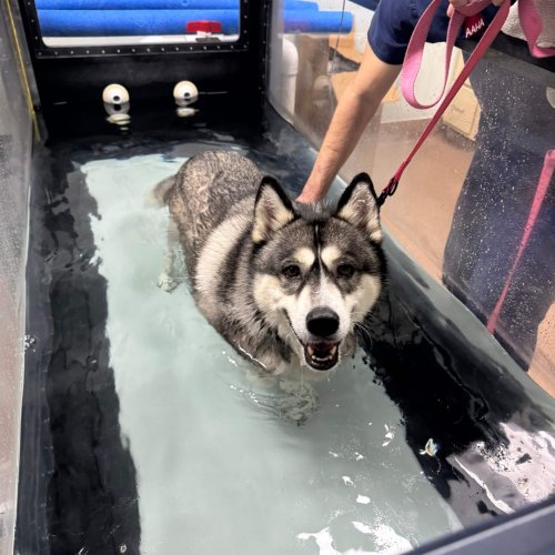 Client Pet Husky - All Pets Animal Hospital