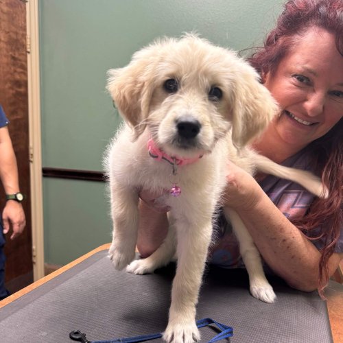 Client Pet Labradoodle - All Pets Animal Hospital