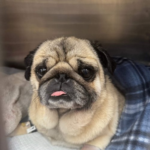 Client Pet Pug - All Pets Animal Hospita