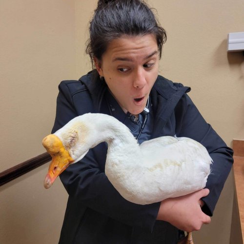 Exotic Pet Grooming - All Pets Animal Hospital & 24-Hour Emergency Care
