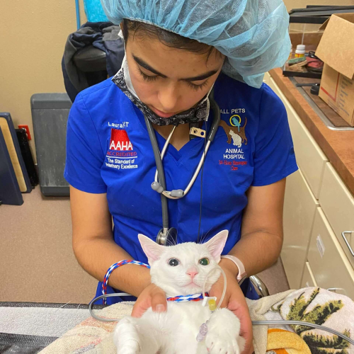 Feline Animal Caregivers - All Pets Animal Hospital