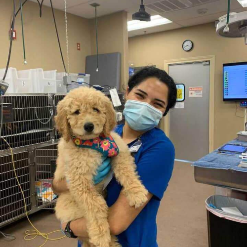 Large Animal Caregivers - All Pets Animal Hospital