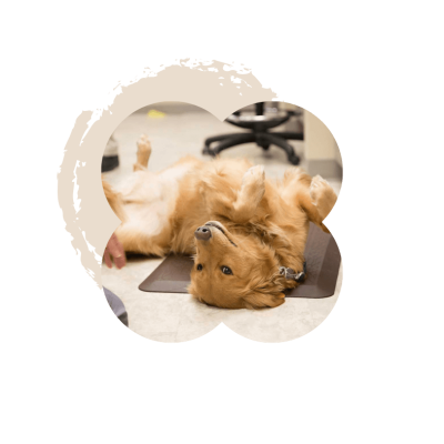 Medical Boarding – All Pets Animal Hospital Medical Boarding - All Pets Animal Hospital