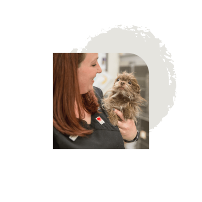 Pet Accupuncture – All Pets Animal Hospital Pet Accupuncture - All Pets Animal Hospital