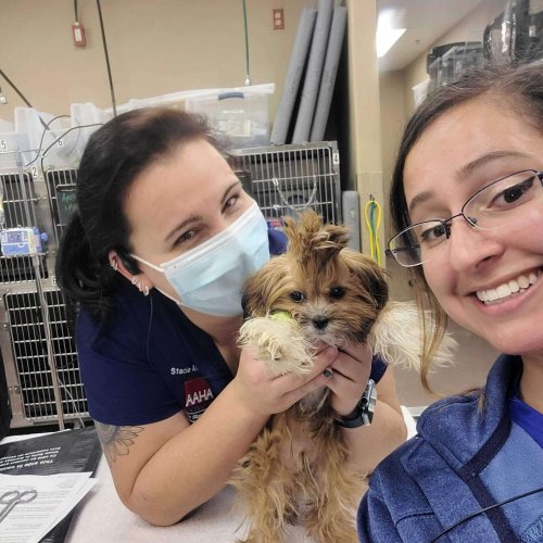 Pet Canine Care -All Pets Animal Hospital