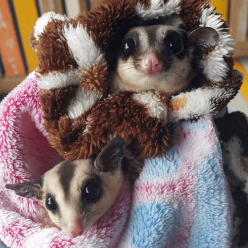 Pet Evacuations - All Pets Animal Hospital