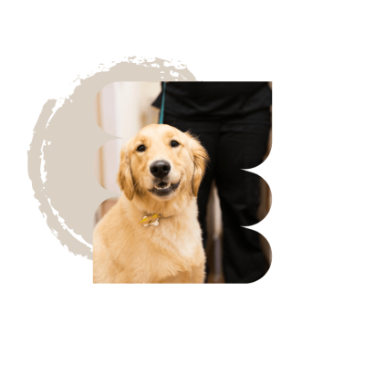 Pet Surgery – All Pets Animal Hospital Pet Surgery - All Pets Animal Hospital