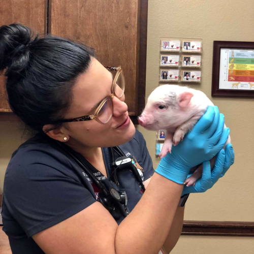 Pig Animal Caregivers - All Pets Animal Hospital