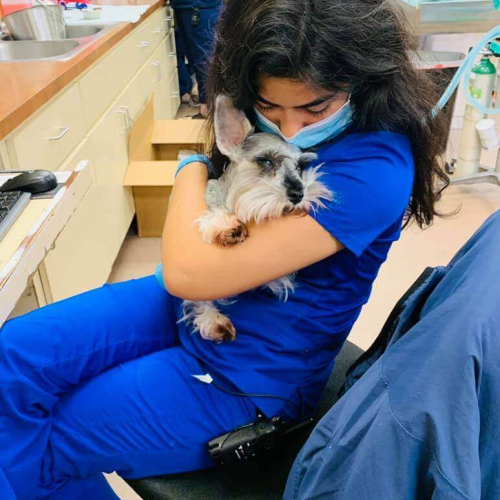Small Animal Caregivers - All Pets Animal Hospital